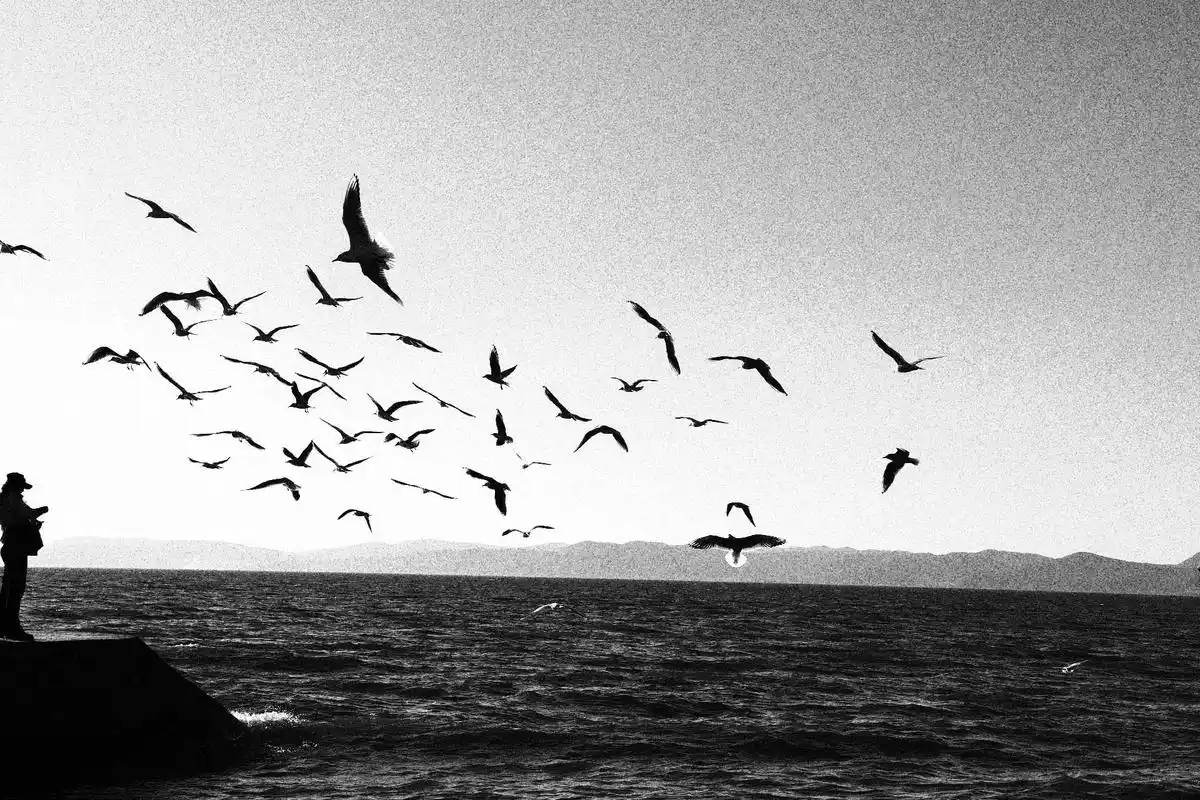 摄影  #海鸥  - 抖音