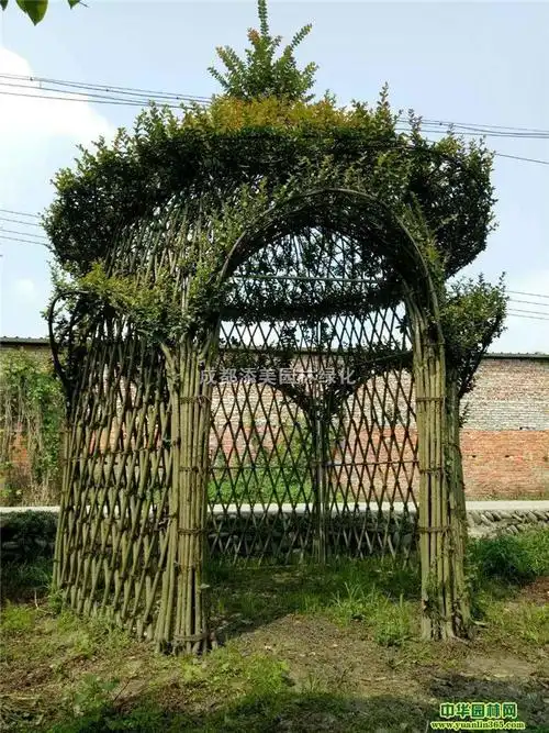 性价比超高的紫薇造型树,造型优美,红花紫薇编织