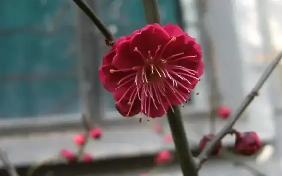 花卉欣赏 乌羽玉梅花 来源:今日头条 - 抖音