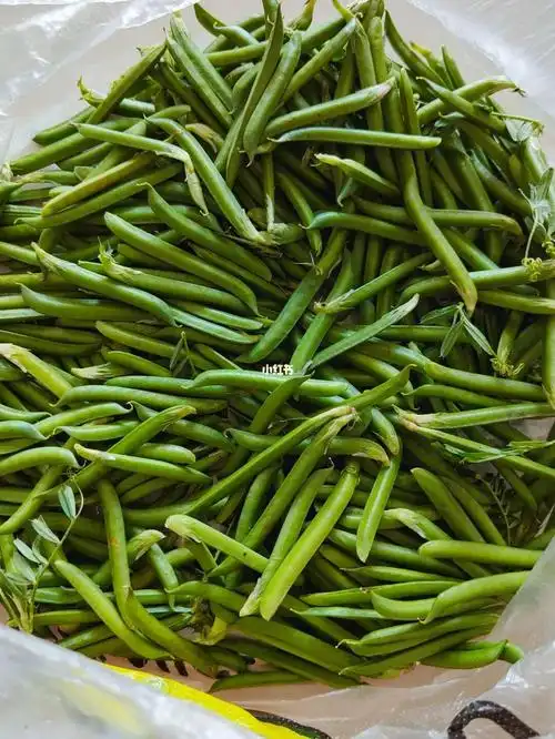 全家总动员摘野豌豆09