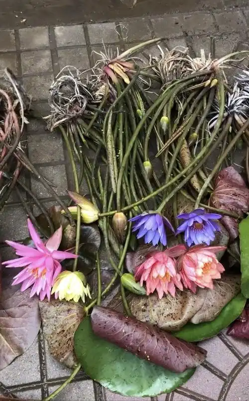 广西水生植物大睡莲根块大睡莲包成活