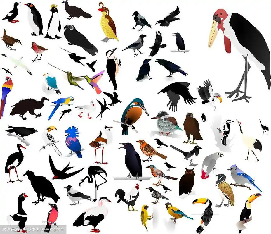 鸟类图片的集合