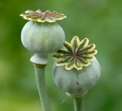 禁毒山东禁毒形象大使大衣哥提醒您远离毒品从禁种罂粟做起