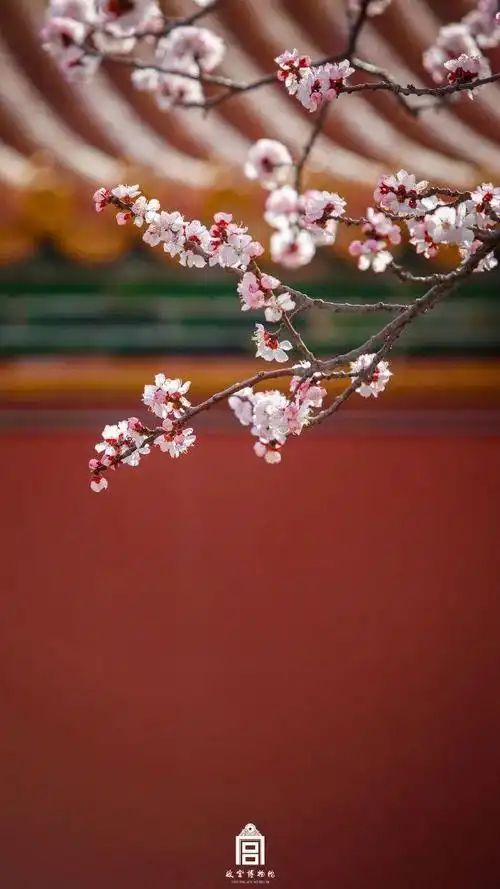 梅花次第开雪里已知春信至故宫开始了一个新的四季轮回春雪满空来朱红