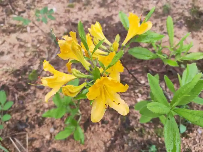 第一次看见黄色的映山红