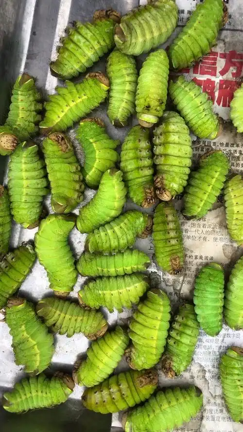 我要上热门#东北大蚕