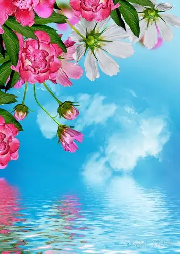 在蓝天白云的背景上的波斯菊花海