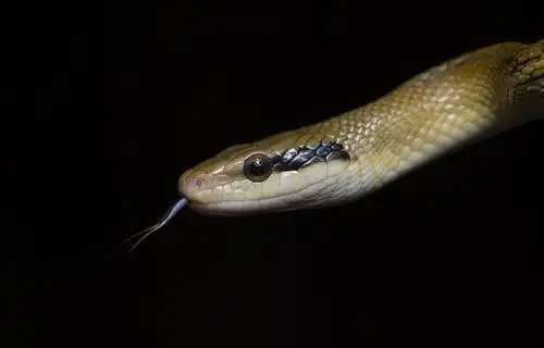 黑眉锦蛇,一种常见的体型较大的无毒蛇体长可以达到2.5米左右!_黑色