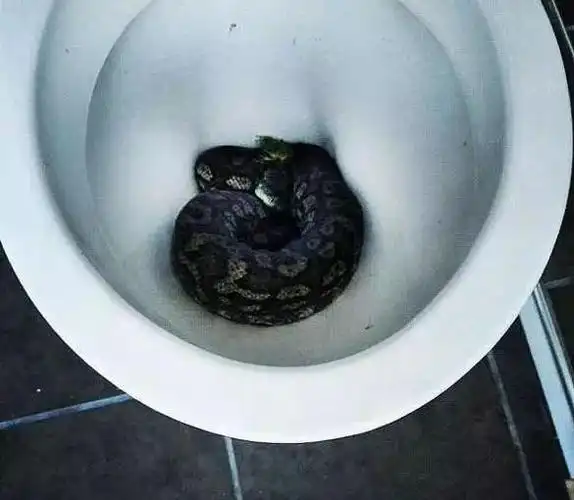 澳大利亚有多"可怕"?永远不知道从"马桶"里会爬出什么东西