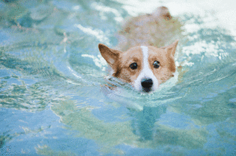 游泳滑动紧张激动gif动图_动态图_表情包下载_soogif