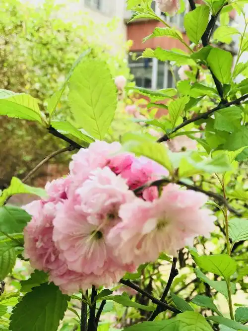 花的海洋,花的世界,享受大自然最美的风景.作品,潇洒-留念-2018-4-9.