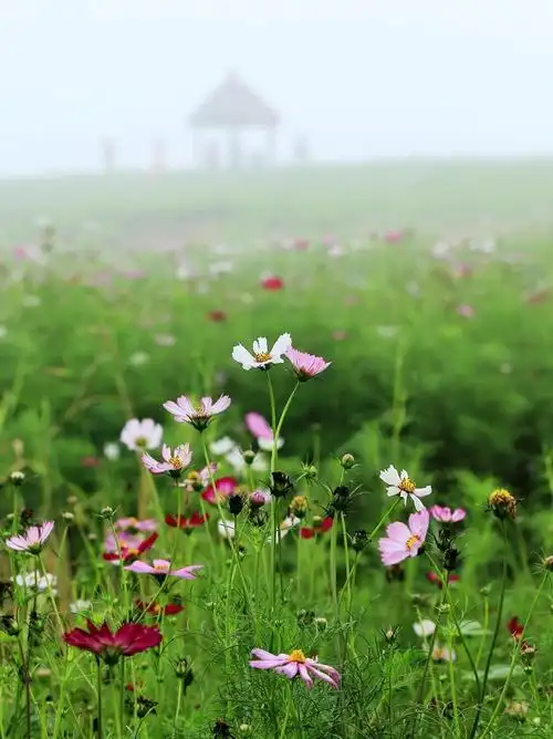美丽的格桑花 用百威拍风景也不错