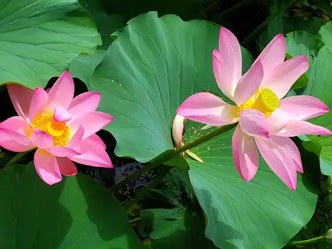 美丽吉祥莲花祝你吉祥快乐!