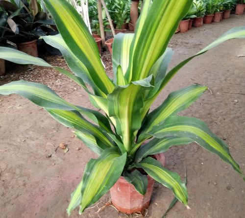 室内盆栽大植物金边巴西铁客厅办公室观叶植物香龙血树也门铁盆景--爱