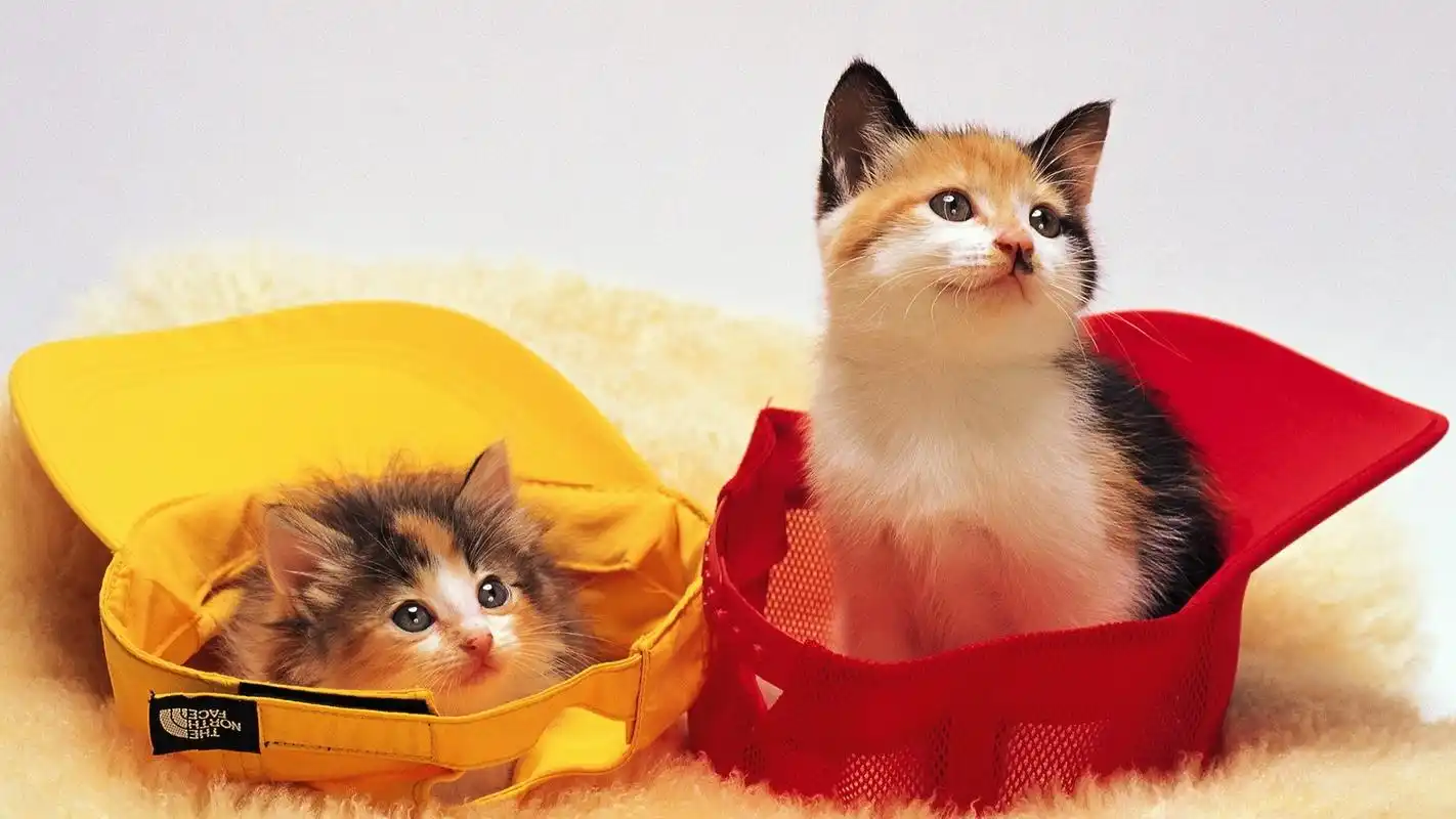 可爱超萌喵星人1920x1080高清壁纸