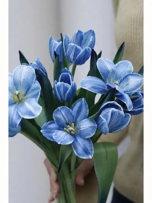 78墨尔本午夜蓝郁金香