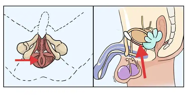 生蚝韭菜都没用这才是最靠谱的壮阳方法