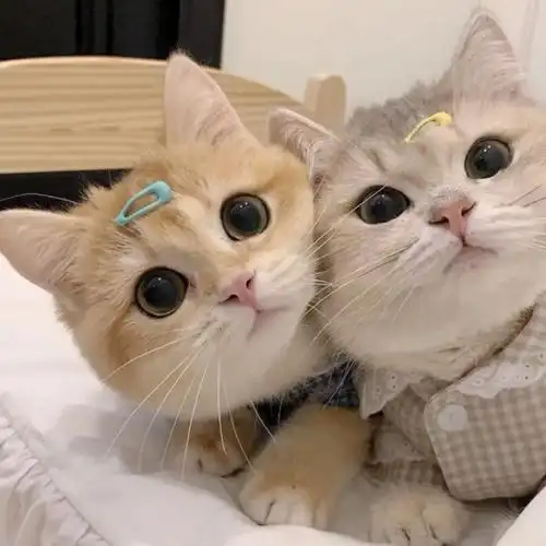 猫咪情侣头像