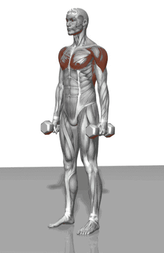 史上最全健身3d动图,肌肉锻炼大揭秘