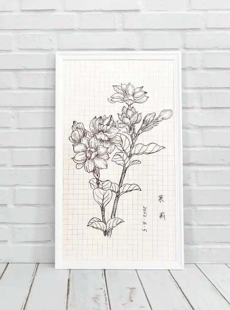 想画就画 #每日一画 #手绘 线描练习之茉莉花 #线描   - 抖音