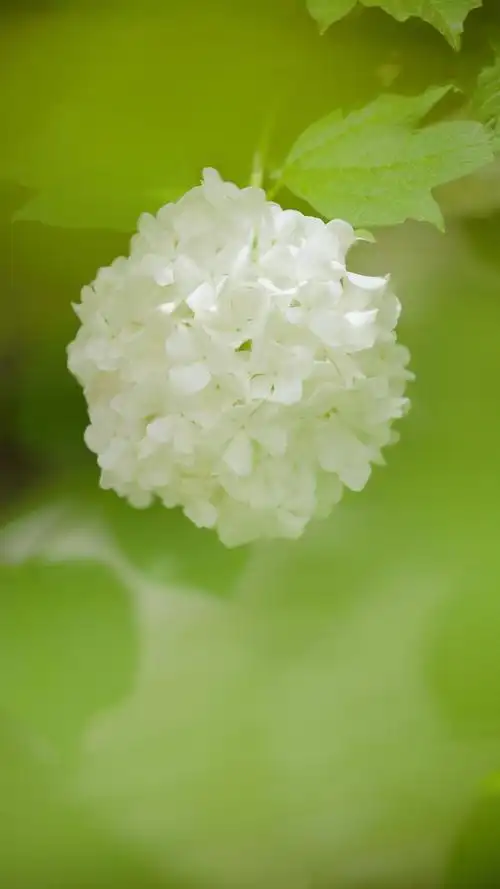 清新素雅的绣球花