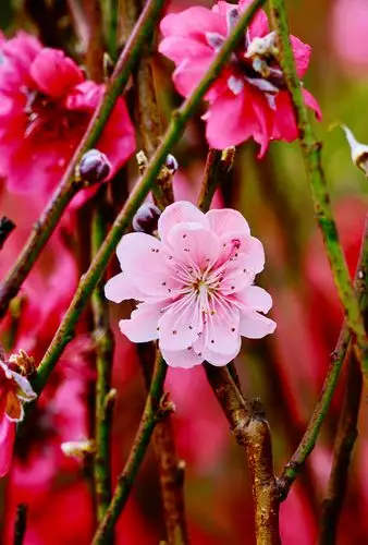 桃花依旧笑春风