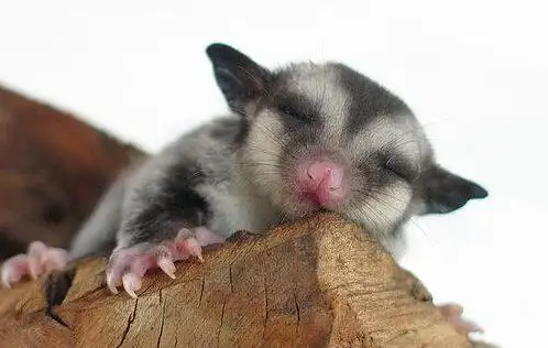 蜜袋鼯价格范围在600-1000元之间,自然是品相的好坏决定价格的高低