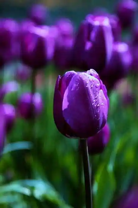 紫色郁金香花语和寓意是什么(紫色花的花语大全)