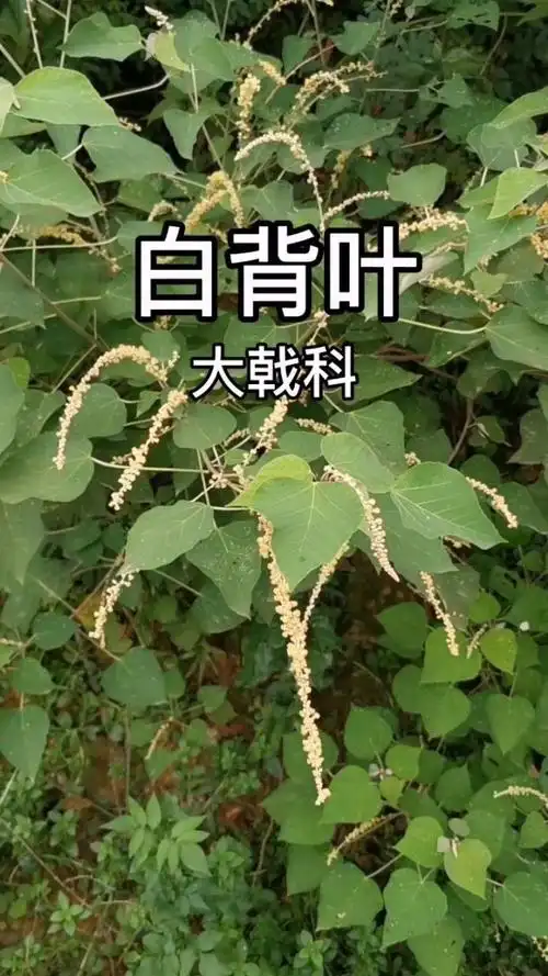 白背叶:根柔肝活血,健脾化湿,收敛固脱.