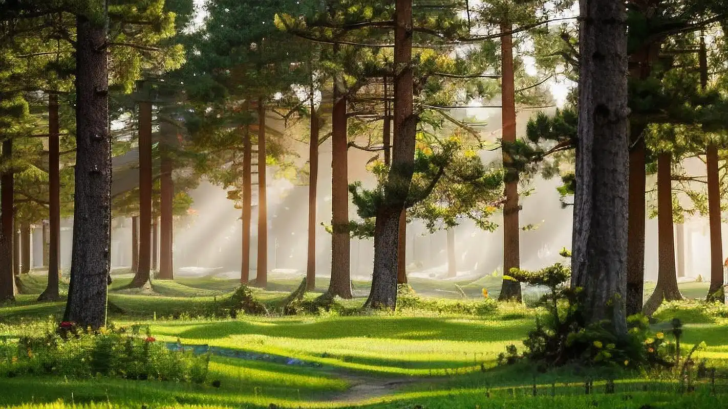 绿色森林背景图,自然之美99