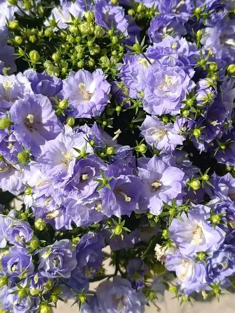 丹麦风铃草94饲养心得 半年养花新手一枚,入的月季坑,逛多鲜花了某