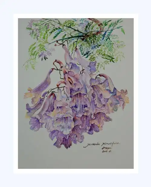 《蓝花楹》——水彩练习