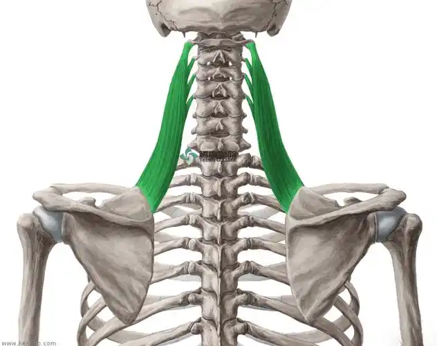 引起脖子酸痛的关键肌肉肩胛提肌