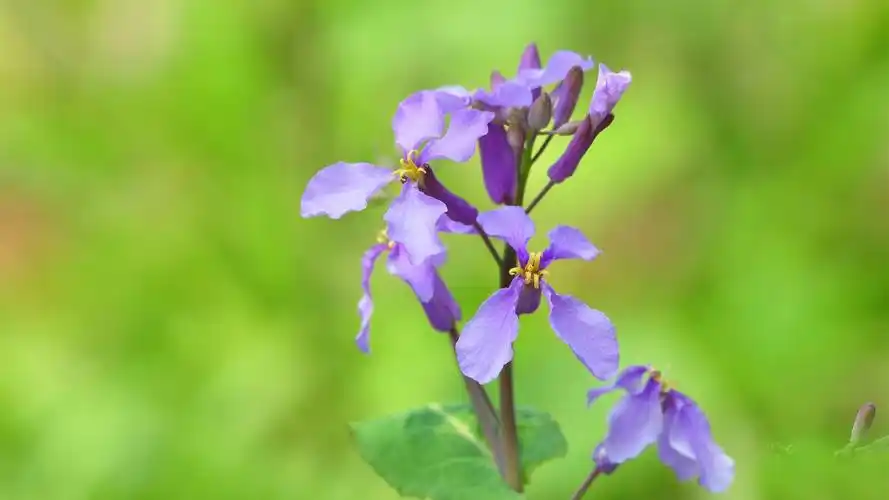 清新淡紫色二月兰图片高清电脑桌面壁纸