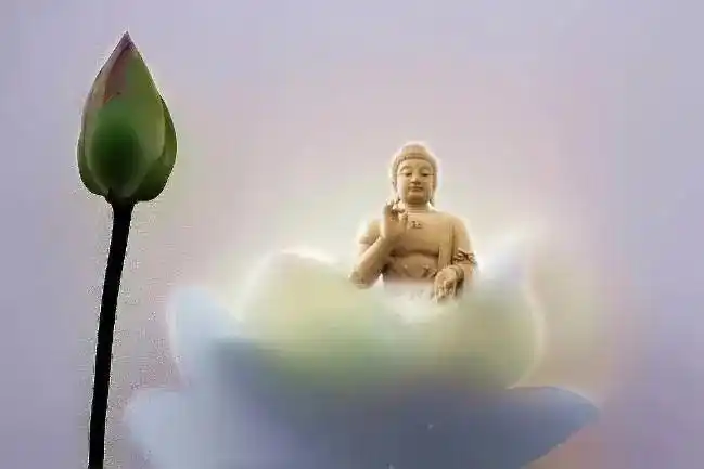 佛说心(新)语|心脏|造化|佛心|禅境_网易订阅