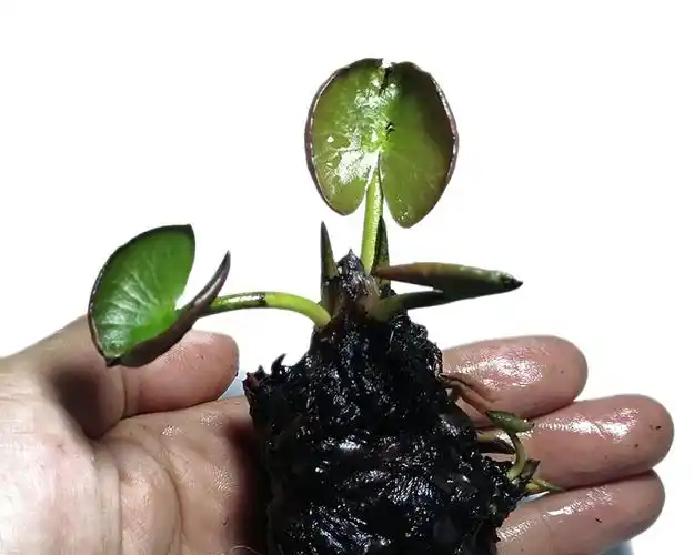 鱼缸庭院池塘植物盆栽四季水生 粉色花睡莲根块39q777》无著【摘要