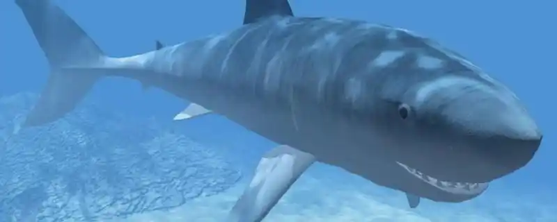 鲨鱼的尾巴有什么作用