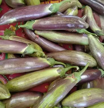 新品种茄子面包茄子大量出货中代发全国支持社区团购