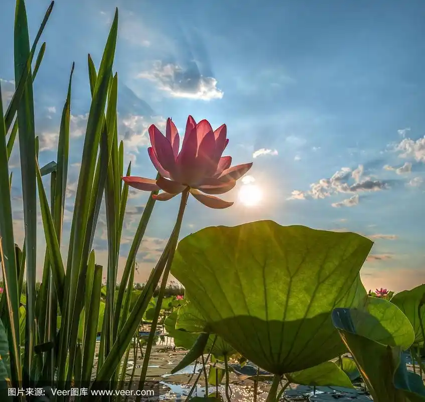 莲花.夏季日出.