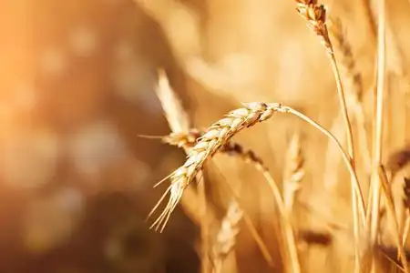 阳光照耀下的乡村风光.小麦成熟的背景.丰富的收获照片