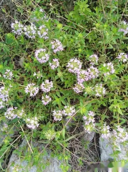 "蚊子草",野生无毒防蚊的植物
