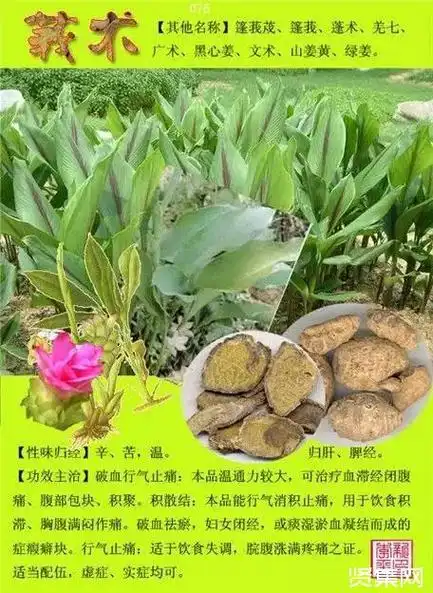 100种中草药大全名字和图片形态及功效主治
