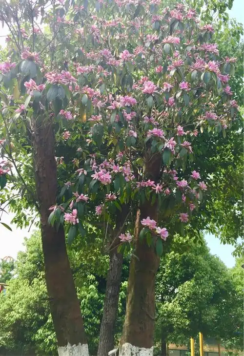 杜鹃花时天艳然