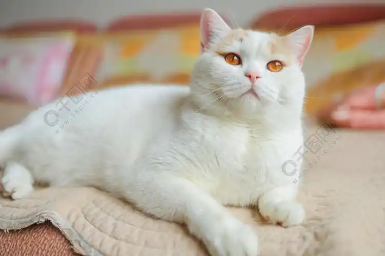 宠物猫额乳白色英国短毛猫室内居家拍摄