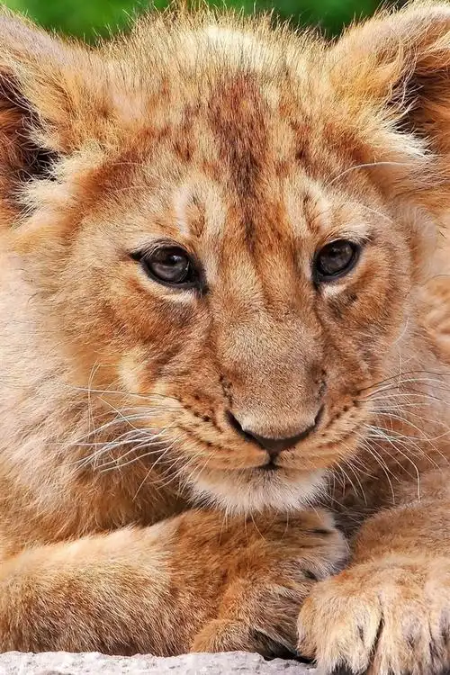 壁纸 小狮子休息,看 2560x1600 hd 高清壁纸, 图片, 照片