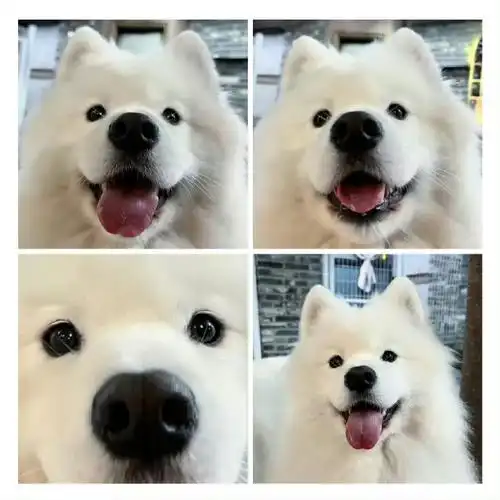 刘耀文 小狗之歌