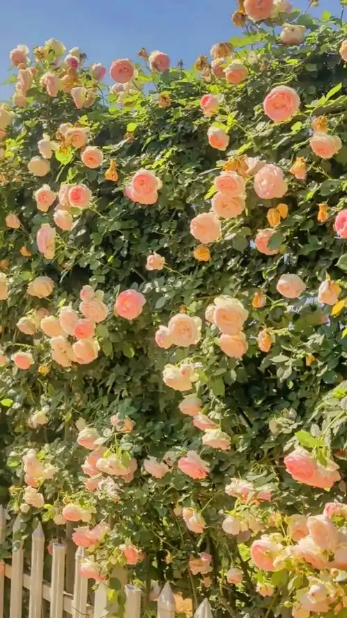 看美图治愈心情