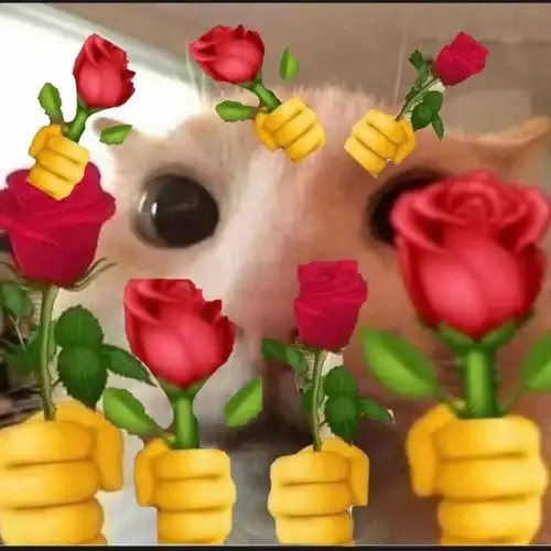 猫猫拿花表情包_拿花_猫猫表情