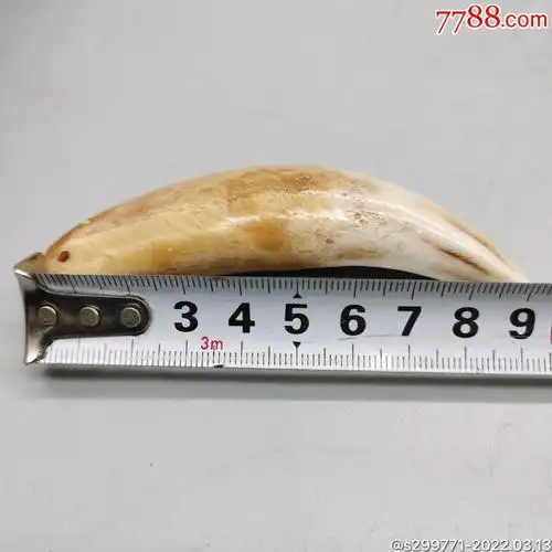 老虎牙招财辟邪-价格:188元-au29498199-牙制饰品 -加价-7788债券收藏