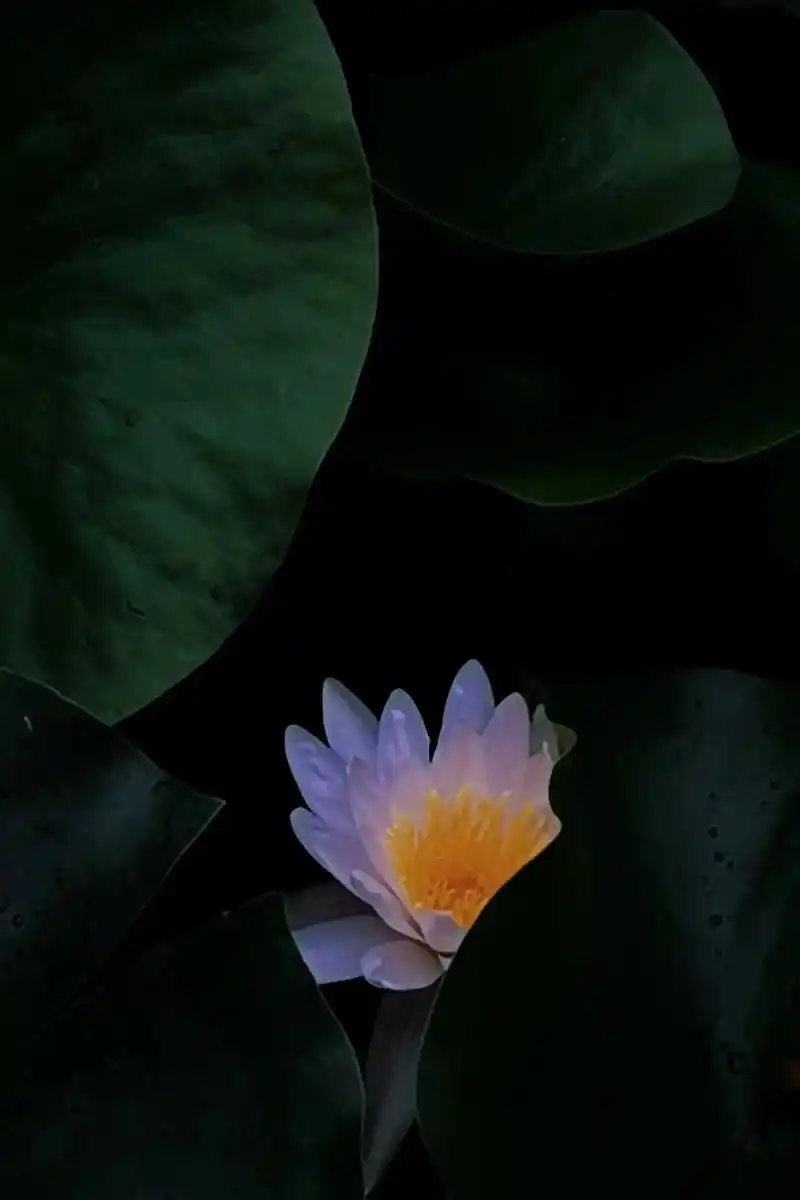 出水芙蓉.#荷花文案 #夏天总要来拍一次荷花吧 #唯美意境  - 抖音